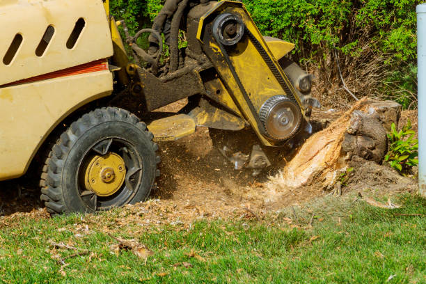 How Our Tree Care Process Works  in  Plymouth, NC